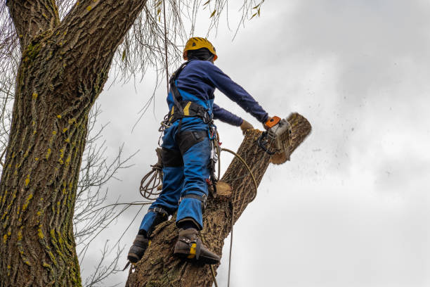 Reliable Vincent, AL Tree Care  Solutions