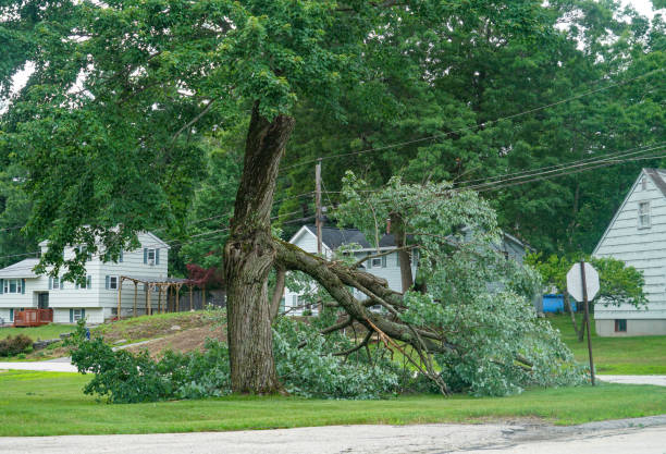 How Our Tree Care Process Works  in  Vincent, AL